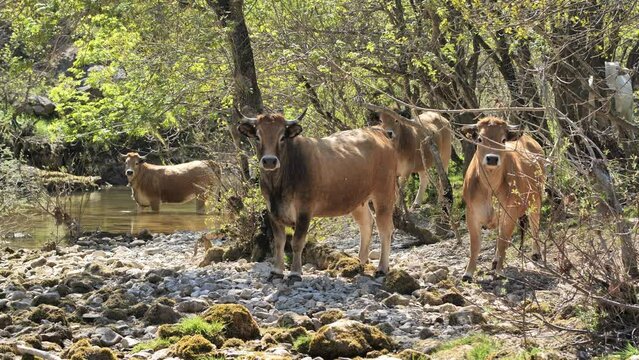 Brown cows in a forest along a river fixing the camera France Occitanie