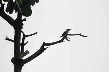 silhouette of a bird on a branch
