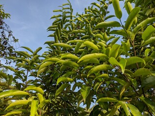 gaharu leaves (aquilaria malaccensis) in the morning