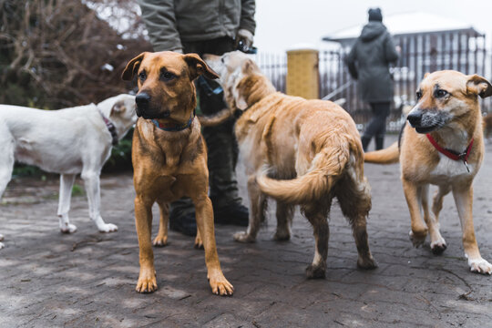 Non-public sanctuary for dogs. Four adorable happy medium mix-breed dogs exited to go for a walk with a volunteer. Outdoor shot. High quality photo