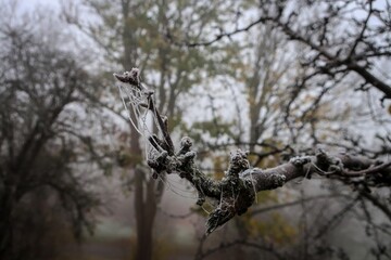 Winter in Greenwich park. Frozen nature by early morning