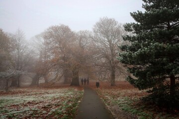 Fototapeta na wymiar Misty alleys of Greenwich park by winter morning, London