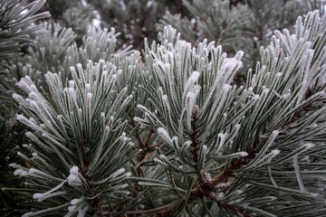 Frozen pine needles close-up view. Winter