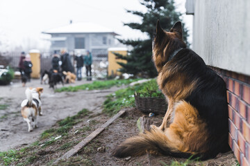 Big German shepherd sitting next to house wall and looking at blurred volunteers who get ready to go for a walk with shelter dogs. High quality photo