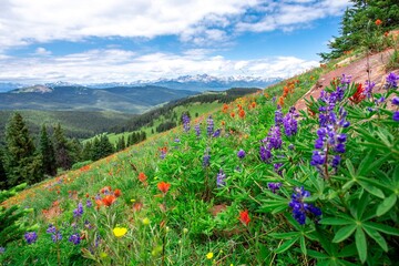Beautiful landscape panorama full of wildflowers grass evergreen trees bright blue sky. Purple blue orange red yellow colors bluebonnets paintbrushes in Colorado rocky mountains during summer vacation - obrazy, fototapety, plakaty