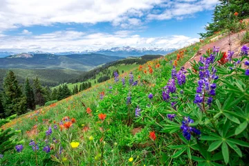 Foto op Canvas Beautiful landscape panorama full of wildflowers grass evergreen trees bright blue sky. Purple blue orange red yellow colors bluebonnets paintbrushes in Colorado rocky mountains during summer vacation © Hunter