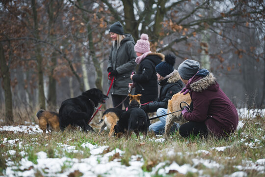 Outdoor shot of several dog shelter volunteers doing charity work by walking out mixed-breed stray dogs in a forest. Autumn and winter. High quality photo