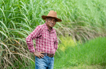 Elderly man farmer wearing a shirt and cowboy hat looking at the camera on sugar cane plantation.