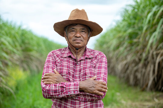 Portrait old man farmer wearing a shirt and cowboy hat standing arms crossed and looking at camera on sugar cane plantation.