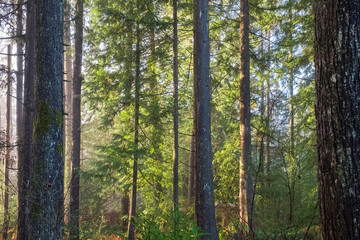 Wooded forest trees backlit by golden sunlight before sunset illuminating tree branches. Forest landscape in a morning
