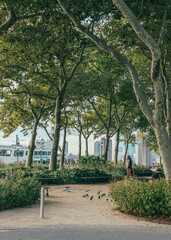 Person and pigeons at Battery Park, trees and pedestrian walkway 