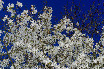 blossoming tree with white flowers on a blue background 