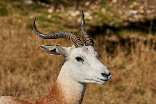 Profile close up of Dama Gazelle with even horns