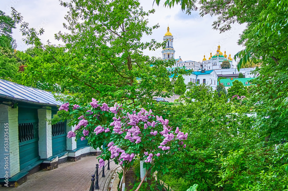 Sticker Flowering lilacs in garden of Kyiv Pechersk Lavra, Kyiv, Ukraine