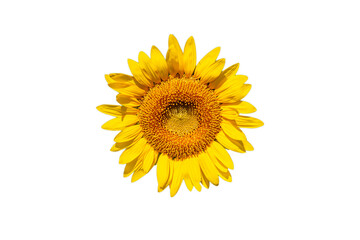 切抜き素材　鮮かな黄色のヒマワリの花