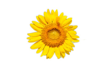 Fototapeta premium 切抜き素材 鮮かな黄色のヒマワリの花