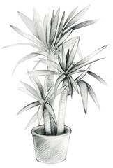 Plant in a pot, palm in a pot, houseplant, black and white pencil drawing, 600 dpi  PNG illustration