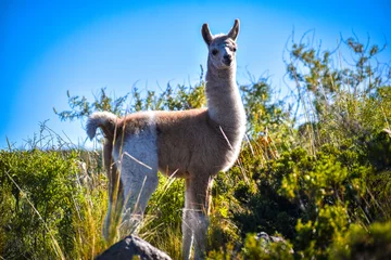 Wandaufkleber beautiful llama in cusco © JAFET 