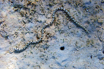 Obraz na płótnie Canvas Spotted snake-eel - (Myrichthys tigrinus)