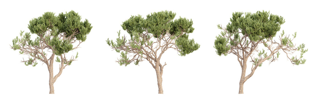 Set Of Pine Trees, Transparent Background, 3D Rendering