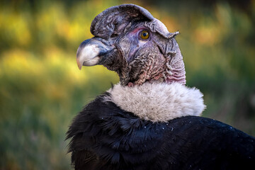 andean condor in the andes of peru arequipa chivay caylloma