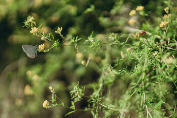 Small Blue Butterfly (Cupido minimus) resting on a leaf