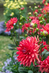 Red decorative Dahlias Garden Colorful