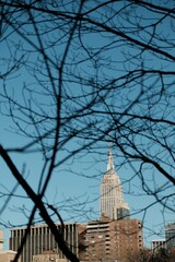 unique view of empire state building through silhouette of trees blue sky