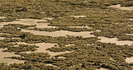 sand on the seashore sand marks