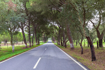 Fototapeta premium View of a roadtrip in a countryside.