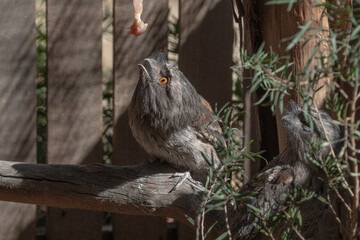 The Tawny Frogmouth (Podargus strigoides).