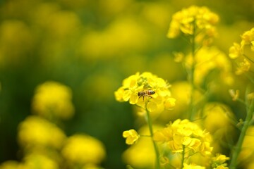菜の花とミツバチ