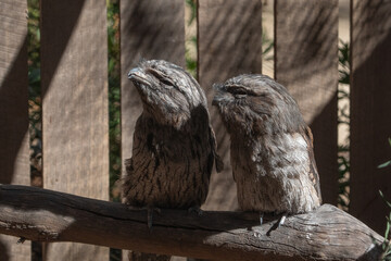 The Tawny Frogmouth (Podargus strigoides).