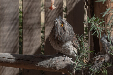 The Tawny Frogmouth (Podargus strigoides).