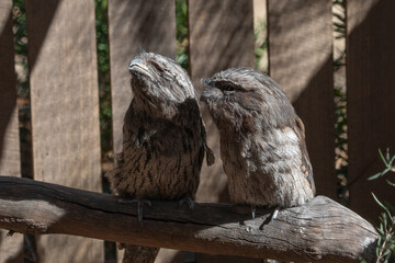The Tawny Frogmouth (Podargus strigoides).