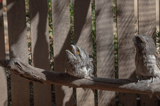 The Tawny Frogmouth (Podargus strigoides).