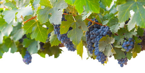 Transparent PNG Beautiful Lush Wine Grapes and Leaves in the Vineyard Border Background.