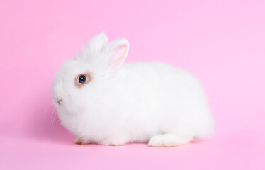 Fluffy white rabbit on pink background. Cute pet