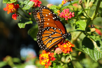 Fototapeta na wymiar Beautiful orange Monarch butterfly on plant outdoors