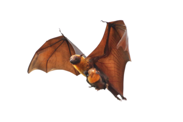Bat flying isolated on transparent background. "Lyle's flying fox"	