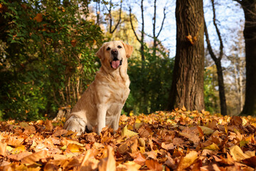 Cute Labrador Retriever dog on fallen leaves in sunny autumn park. Space for text