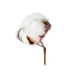 Beautiful fluffy cotton flower isolated on white