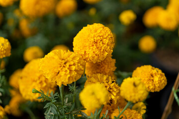 Yellow marigolds blooming in the garden.