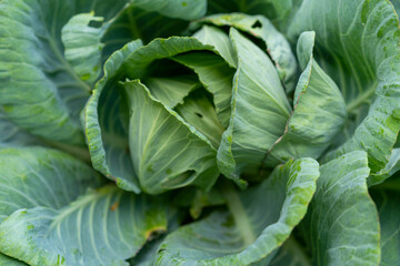 Fototapeta na wymiar Cabbage growing in the field.