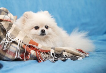 Little spitz dog