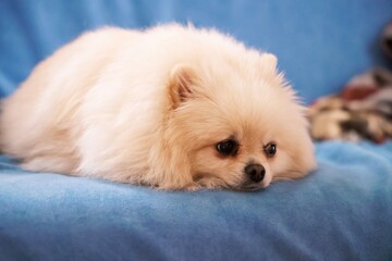Little spitz dog