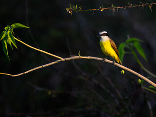 Lesser Kiskadee perched on tree branch in Pantanal, Brazil