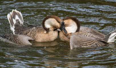 two geese couple in love