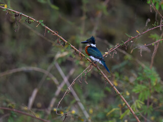 Green Kingfisher on tree branch in Pantanal, Brazil