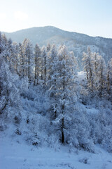 The Wood and mountains covered by snow.Winter in Bugle Altai